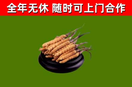 上栗回收散虫草