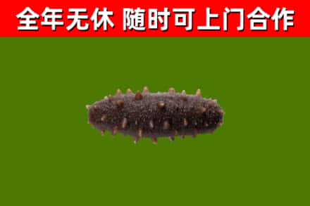 上栗回收海参干